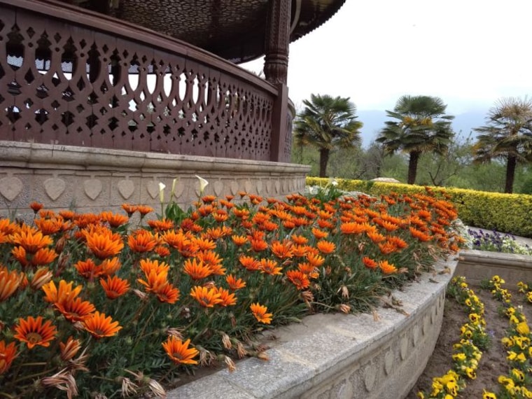 Srinagar Badamwari Garden_5